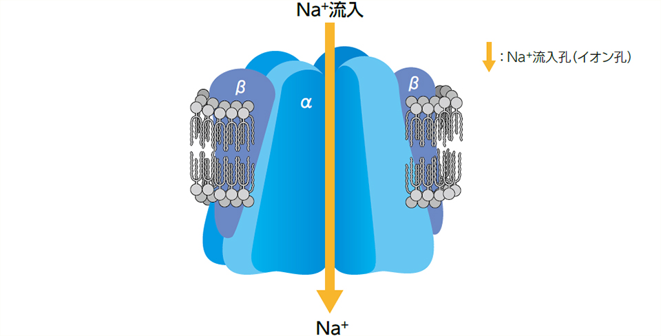 Nav1.1の模式図