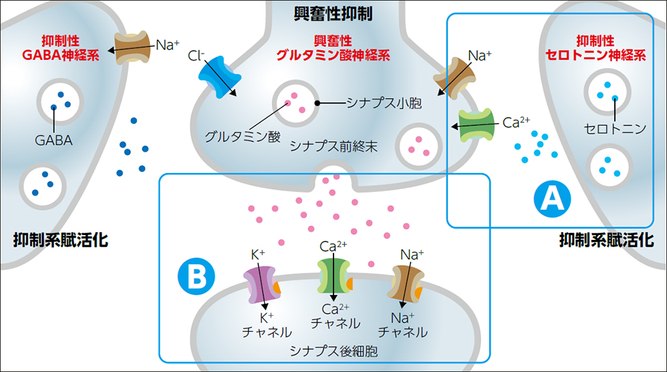 抗てんかん薬の作用点