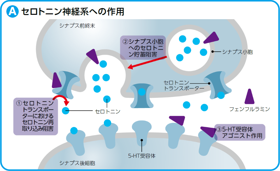 フィンテプラ®の作用機序