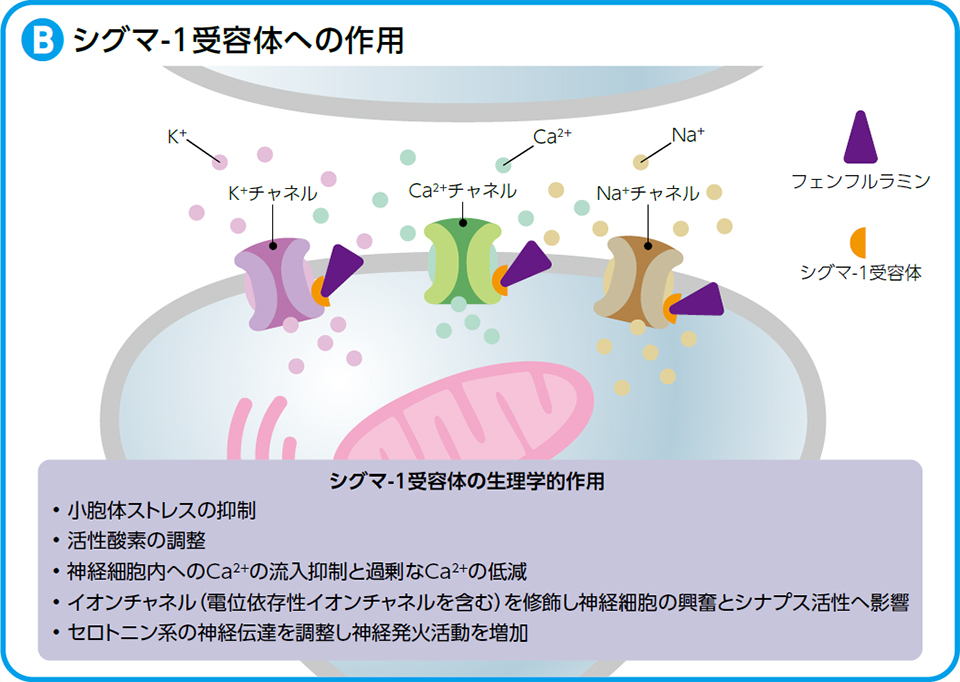 シグマ-1受容体への作用