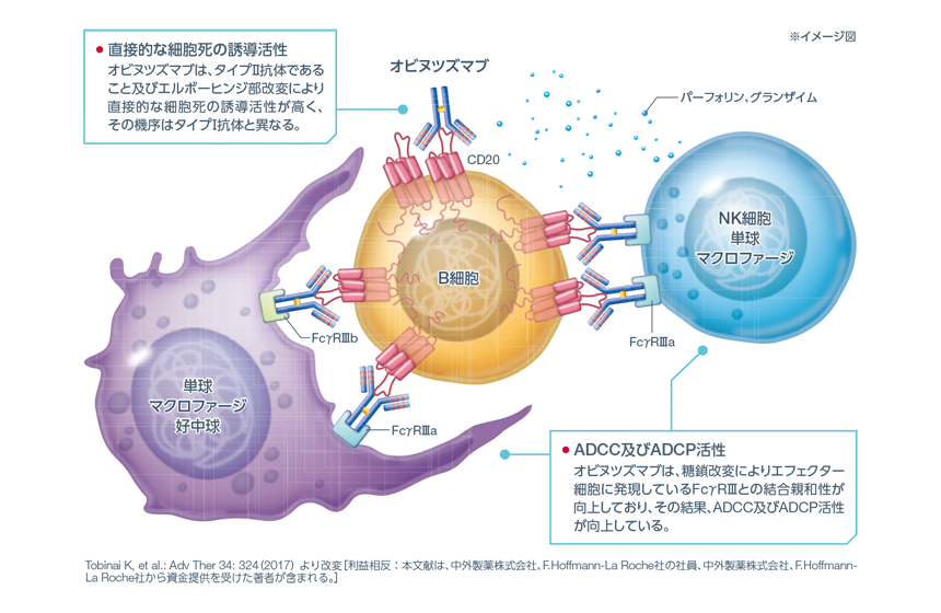 図：ADCC、ADCP及び直接的な細胞死の誘導活性