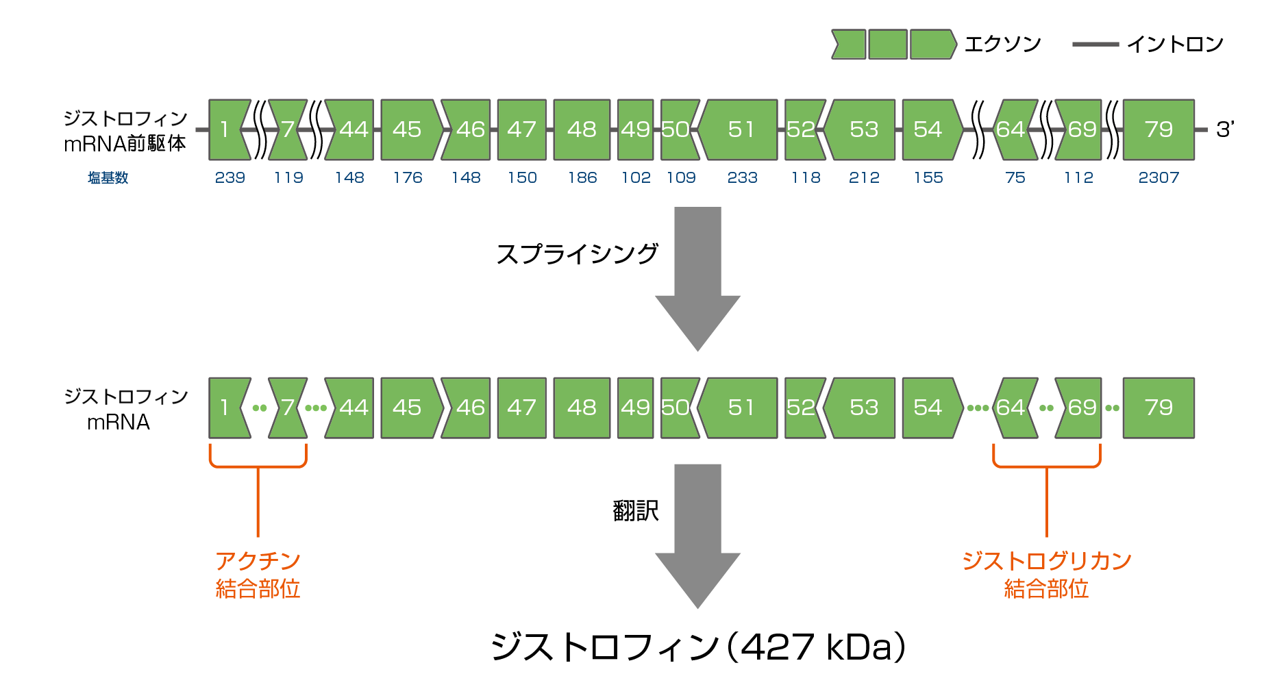 図1　正常ジストロフィン遺伝子及びジストロフィン