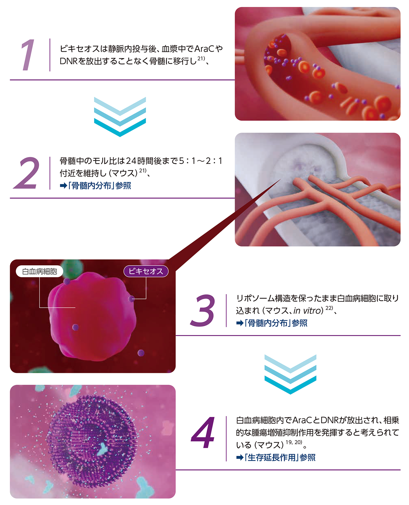 薬効薬理｜製品情報概要｜ビキセオス®｜製品情報－製品一覧｜日本新薬