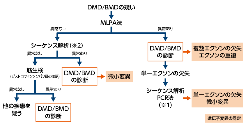 遺伝子検査 適正使用ガイド ビルテプソ 製品情報サイト 日本新薬株式会社